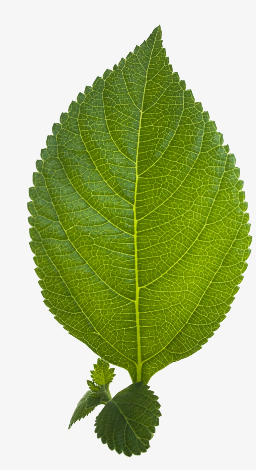 Leaf Png Hd - Png Hd, transparent png