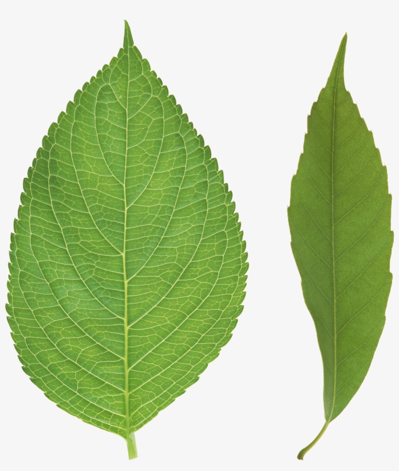 Green Leaf Png - Tree Leaves Png, transparent png