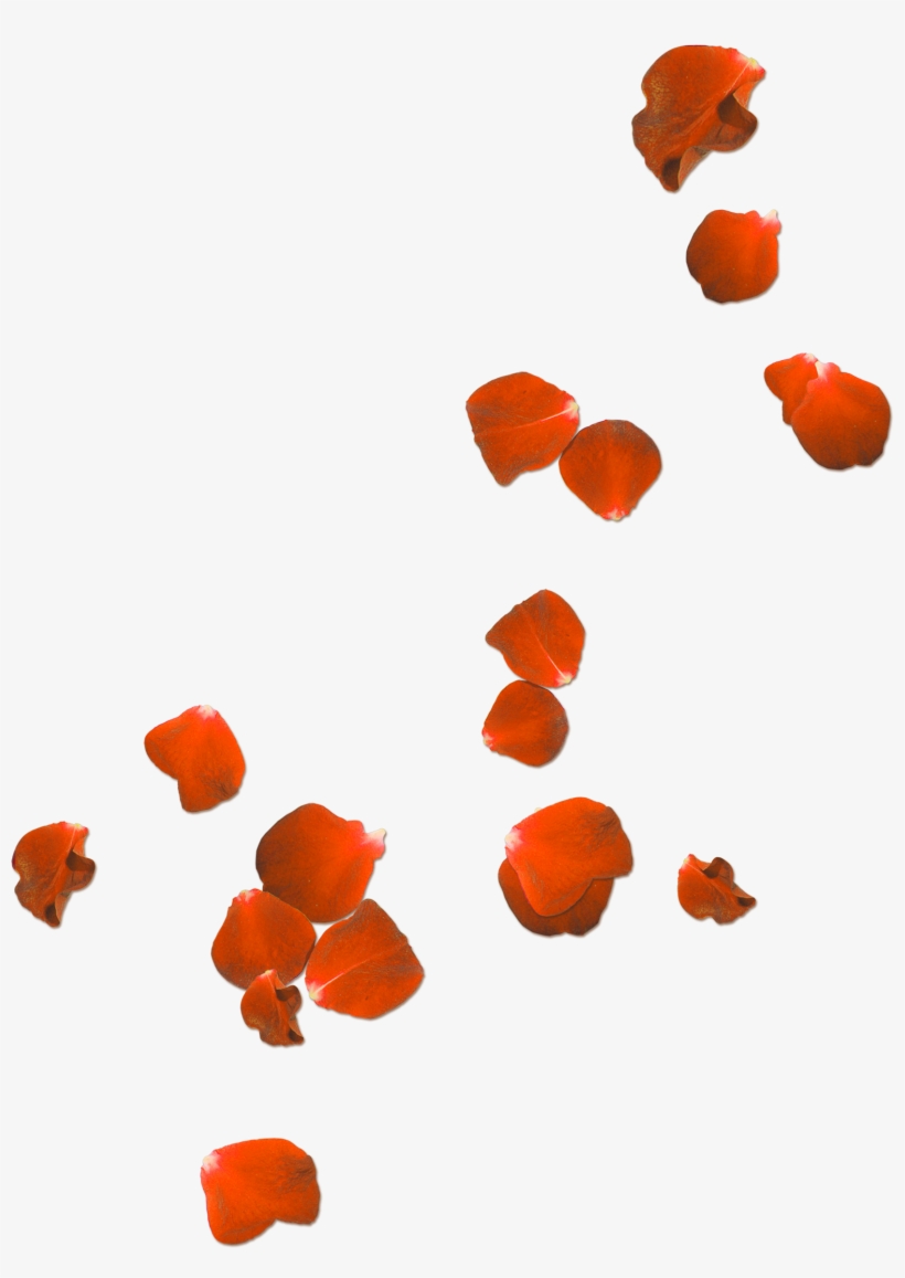 Flower Petals Clipart At Getdrawings - Poppies We Will Remember Them, transparent png