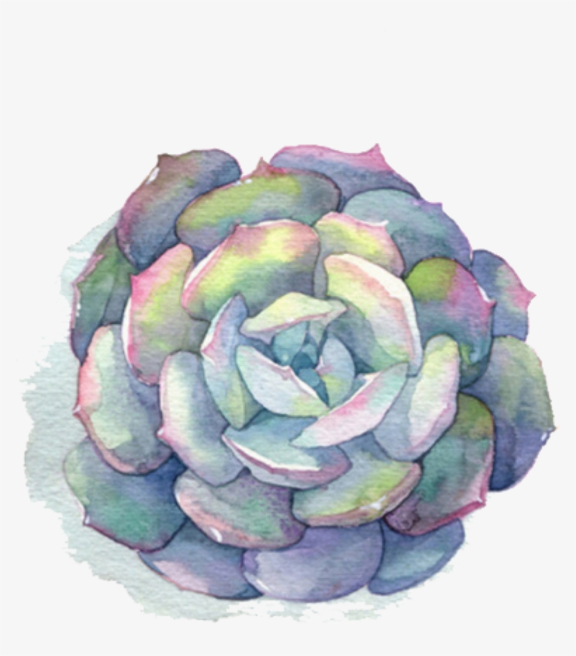 Ftestickers Watercolor Flower Succulent - Succulent Watercolor Png, transparent png