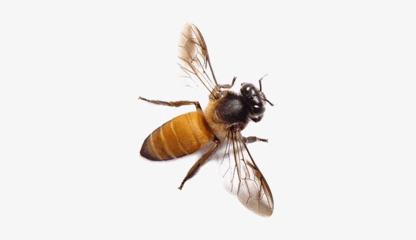 Bee With Yellow Butt, transparent png