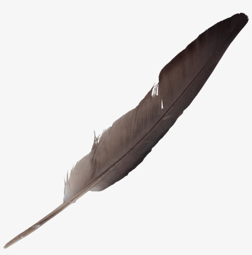 Free Download - Feathers Png, transparent png