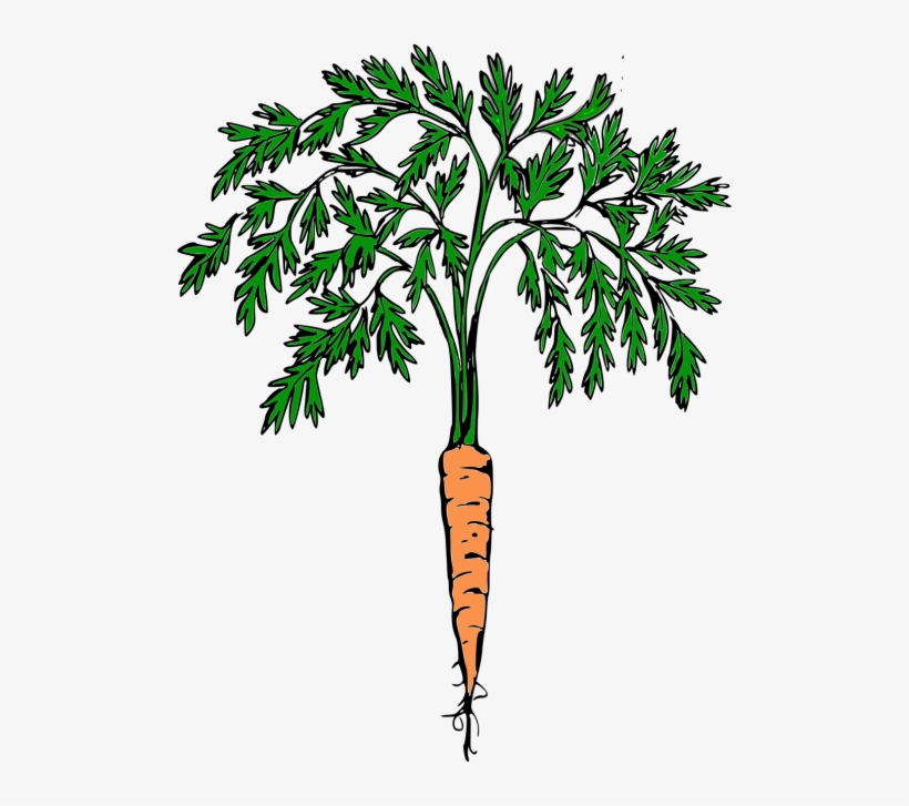 Carrot,orange Carrot,vegetables,free Vector Graphics - Retro Carrot, transparent png