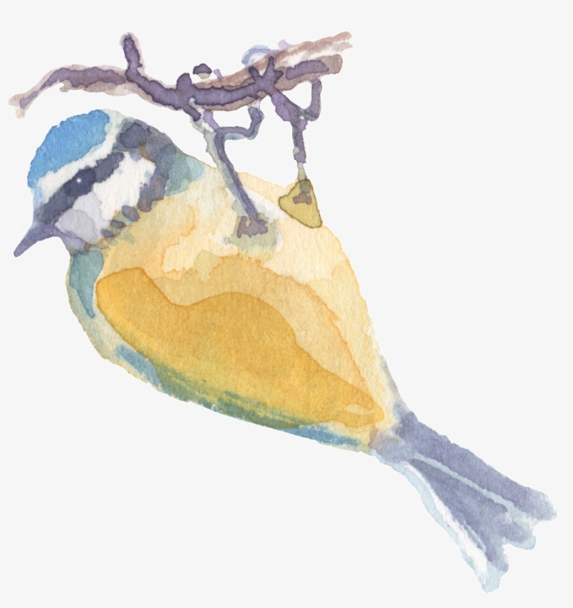 Hand Drawn Catching Tree Branch Watercolor Transparent - Momordica Charantia, transparent png