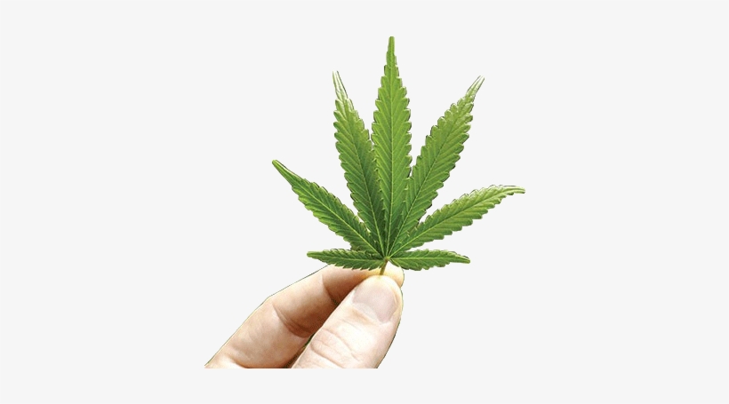 Canada's - Hand, transparent png