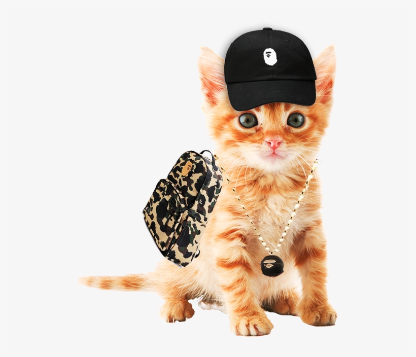Kitten design a calendar book kittens book 600x960 png download