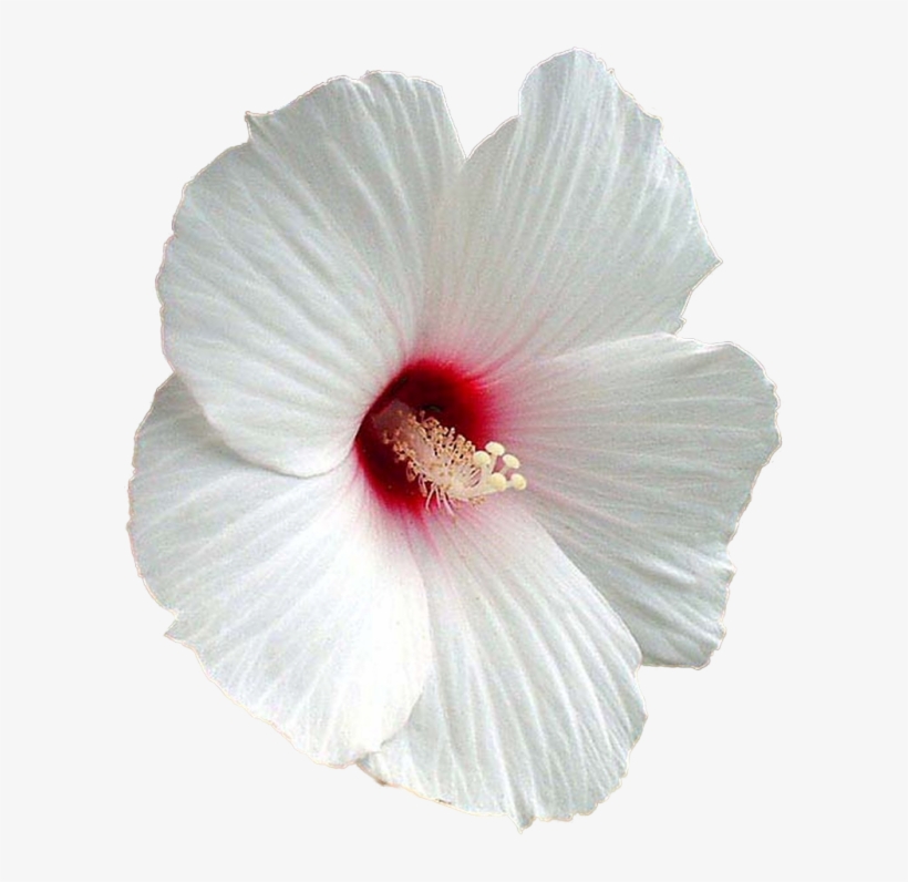 Flower Shoeblackplant Mallows Clip - Hibiscus Png, transparent png