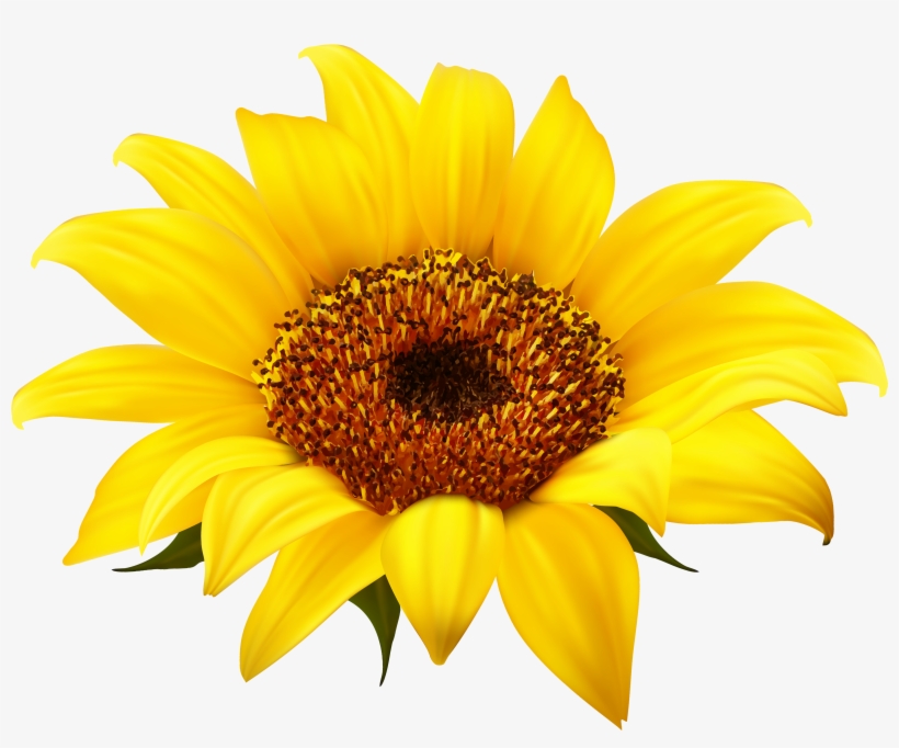 Sunflower Png Clipart - Transparent Background Sunflower Png, transparent png