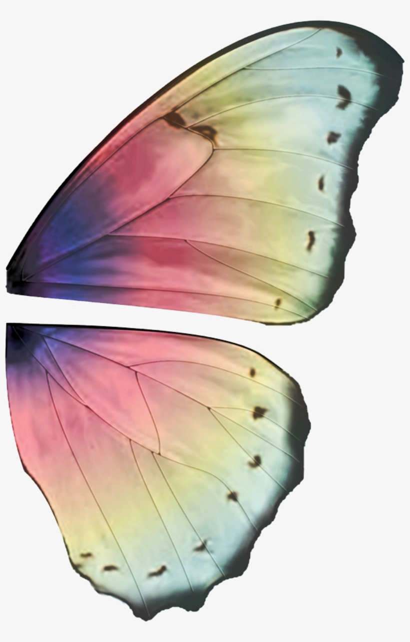 Ali Fate - Butterfly Wings High Resolution, transparent png