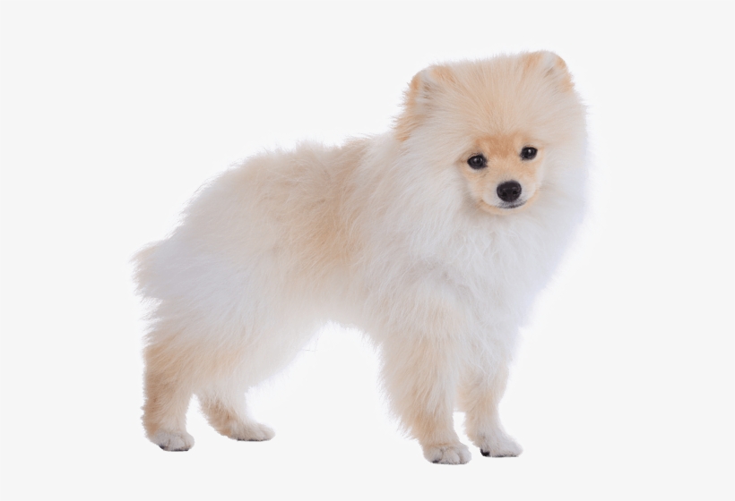 Pomeranian - Pomeranian Transparent, transparent png