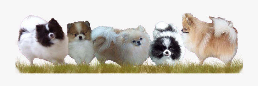 Pomeranians - Pomeranian Puppies Png, transparent png