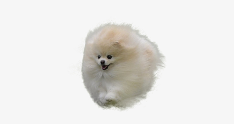 Pomeranian In The Air - White Pomeranian No Background, transparent png