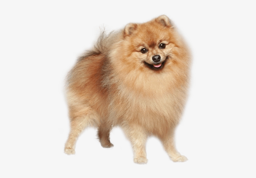 German Spitz Mittel German Spitz Klein Pomeranian Finnish - German Spitz Dog, transparent png