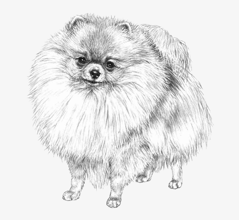 Pomeranian - Spitz Pomerania Disegno, transparent png