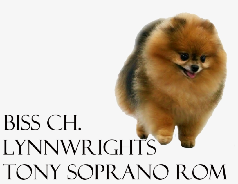 Lynnwrights Tony Soprano Rom - Pomeranian, transparent png