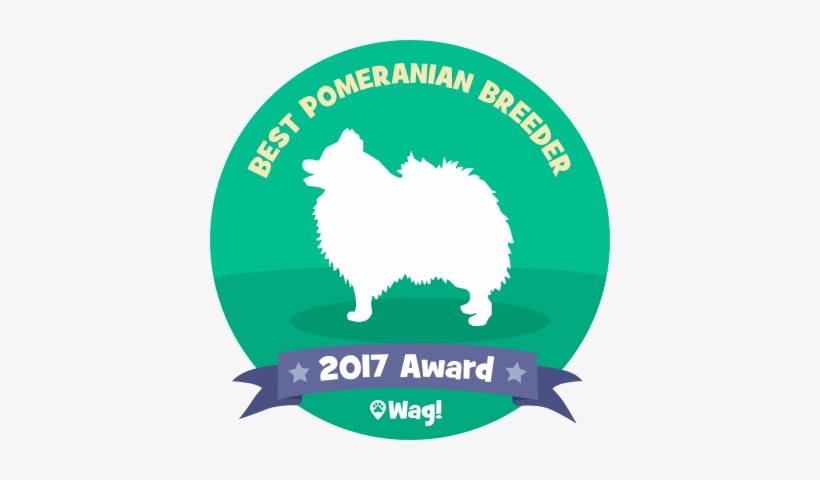 Three Girls Have Come Into Heat - Pomeranian, transparent png