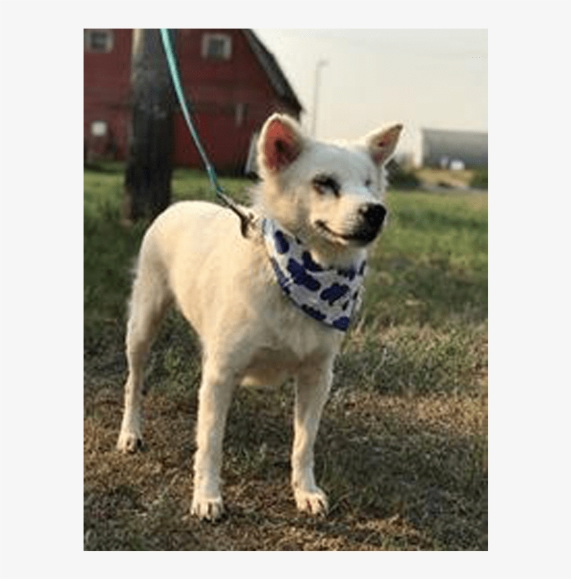 Adult Rate - Companion Dog, transparent png