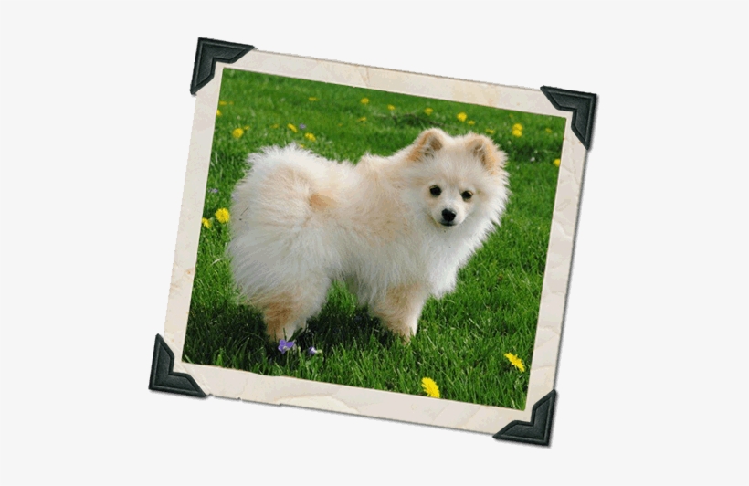 Lucy Has Been Such A Joy To Our Family - German Spitz Mittel, transparent png