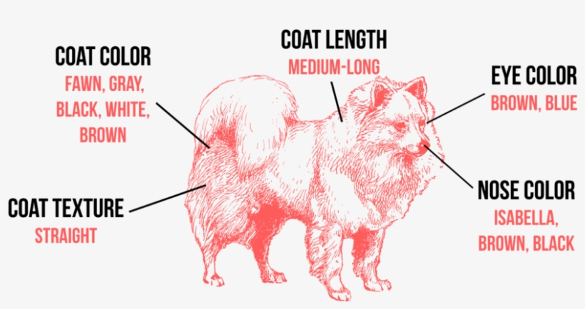 Appearance - Roberto Clemente Pirates, transparent png