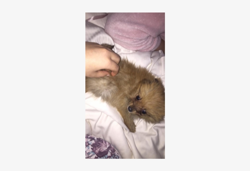 Teacup Pomeranian Puppy 8 Weeks Old - Dog, transparent png