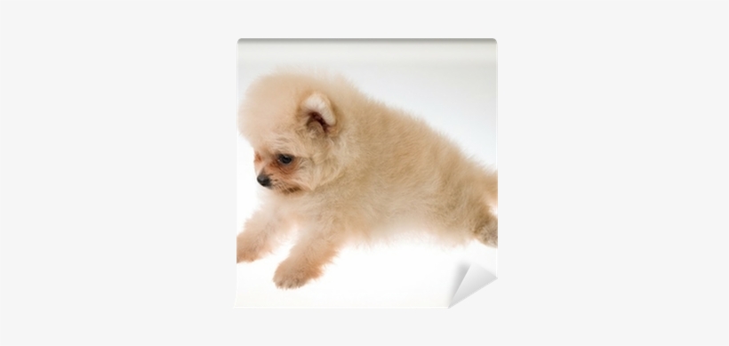 Canvas Print, transparent png