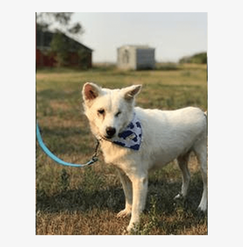 Adult Rate - Kishu, transparent png