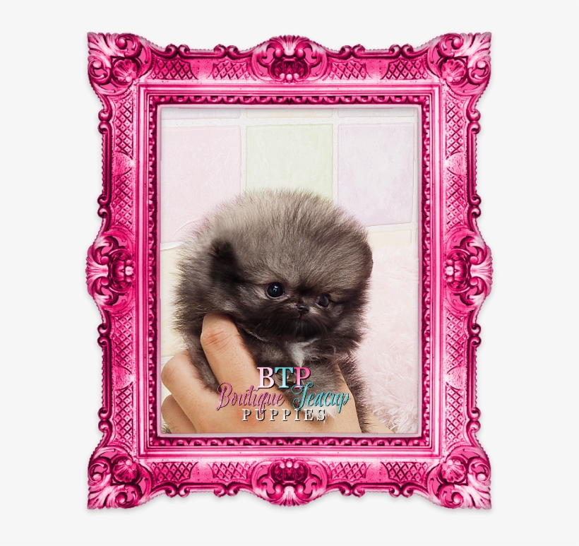 Toy Puppies, Teacup Puppies, Pomeranians, Tea Cups, - Kaisercraft Frosted Foiled Cardstock 12"x12" - Blizzard, transparent png
