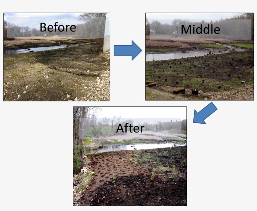 None Of This Would Have Been Possible Without The Hard-work - Freshwater Marsh, transparent png