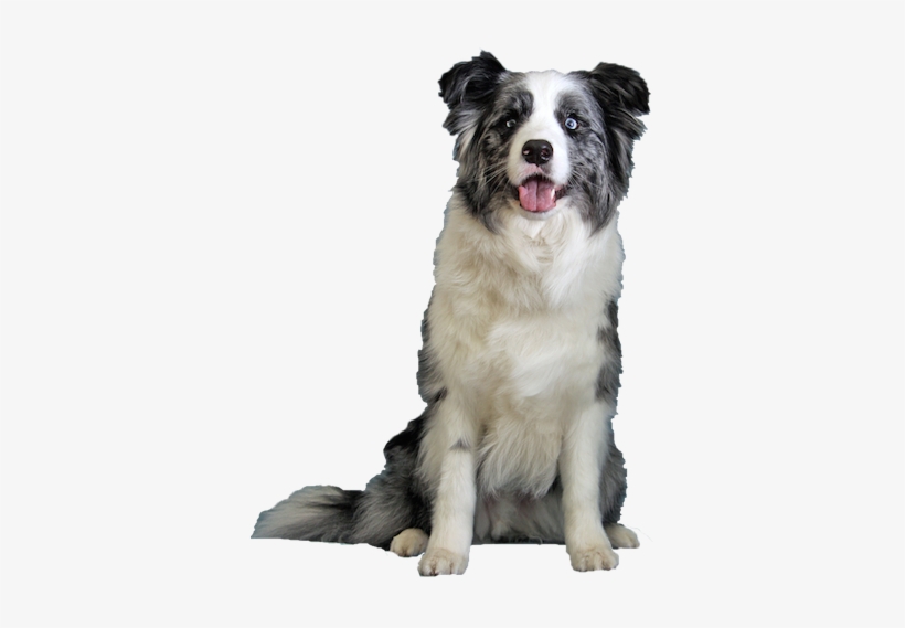 Why Choose A Blue Merle Border Collie To Be The Star - Dog Border Collie Png, transparent png