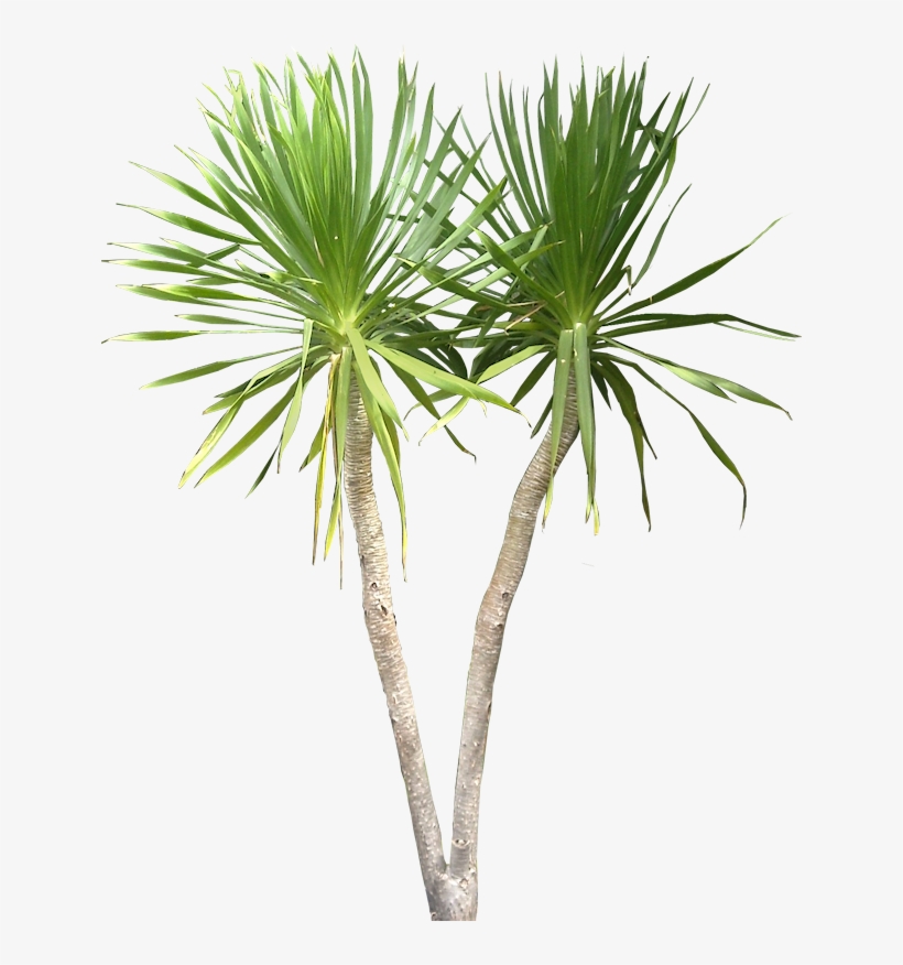 Tropical Plant Png - Dracaena Draco Png, transparent png