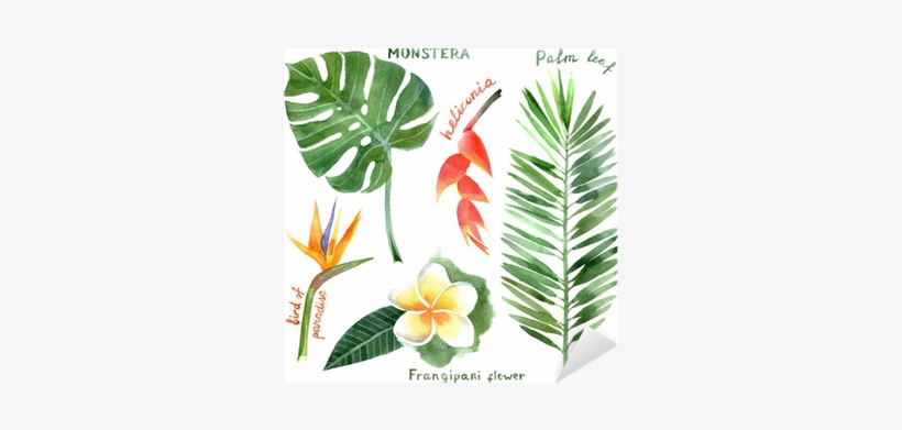 Watercolor Tropical, transparent png
