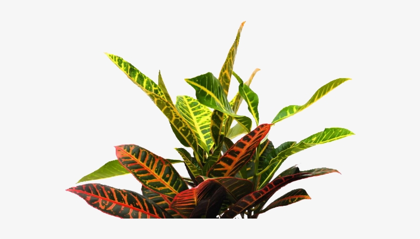 All These Great Ideas Into The Self-taught Generation - Plants For Photoshop Png, transparent png
