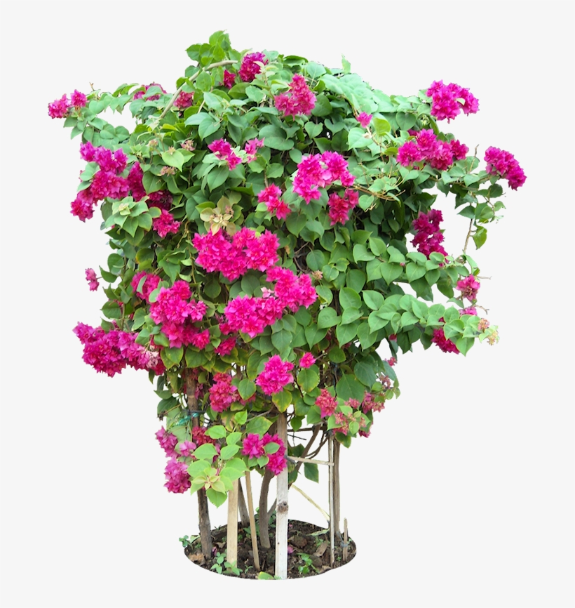 Tropical Plant Pictures - Bougainvillea Plants Png Format, transparent png