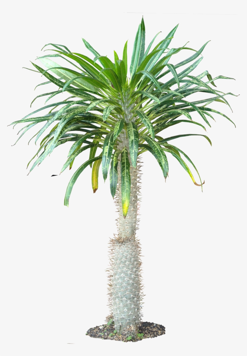 Tropical Plants Png - Pachypodium Png, transparent png