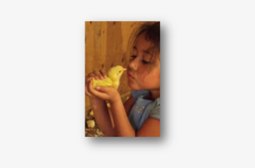 Animals Raised In A Caring Farm Environment Are Never - Cockatiel, transparent png