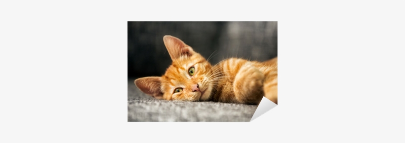 Orange Kitty, transparent png