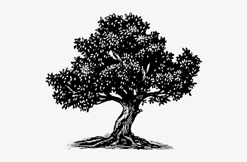 Weekly Classes Beth Yeshua Messianic Synagogue - Fig Tree Silhouette, transparent png