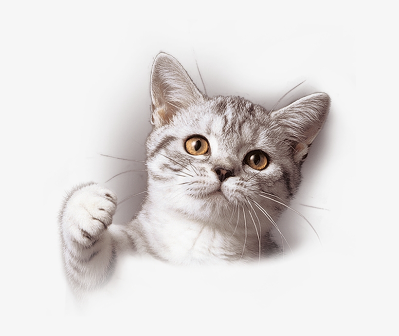 Do You Want A 'talkative' Cat - Only 1 Day Left! - Unisex Tanktop, transparent png