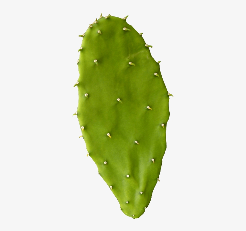 Estreñimiento Y Hemorroides - Leaf, transparent png