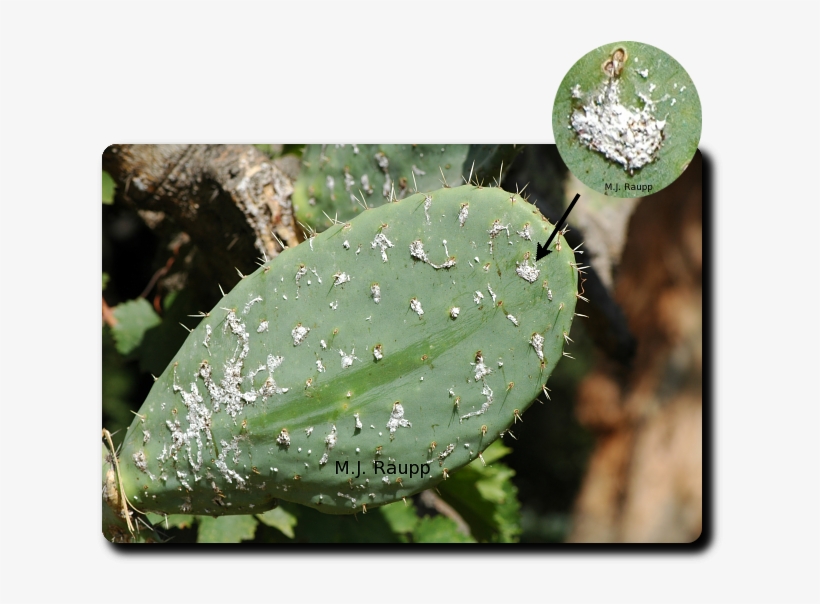 Cochineal Insect On A Opuntia Cactus - Cochineal Beetle On Cactus, transparent png