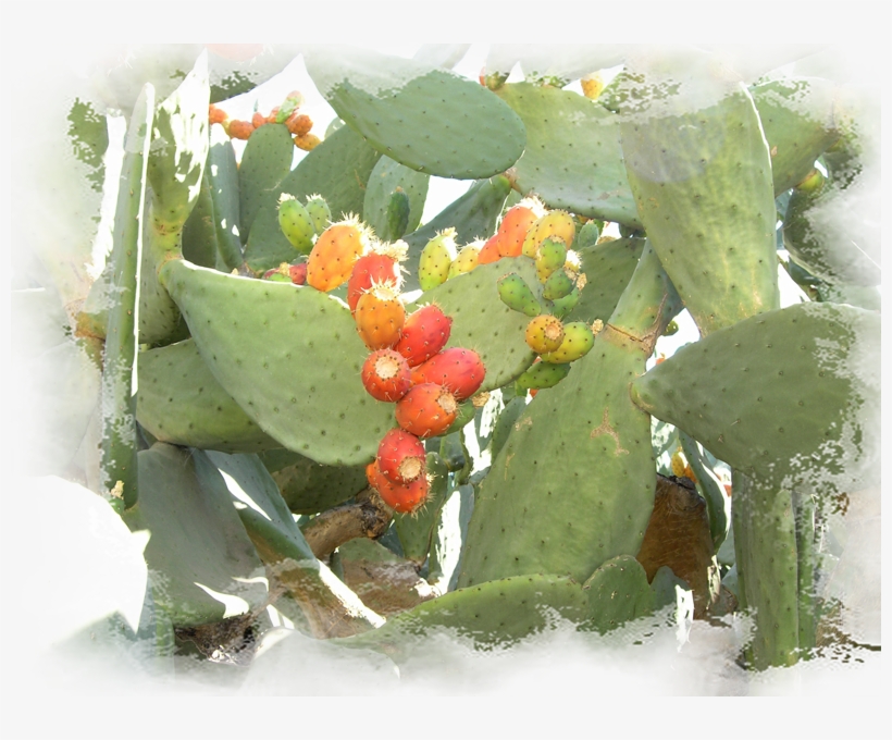 Prickly Pear Cactus At Lb Gardens 6ps - Eastern Prickly Pear, transparent png