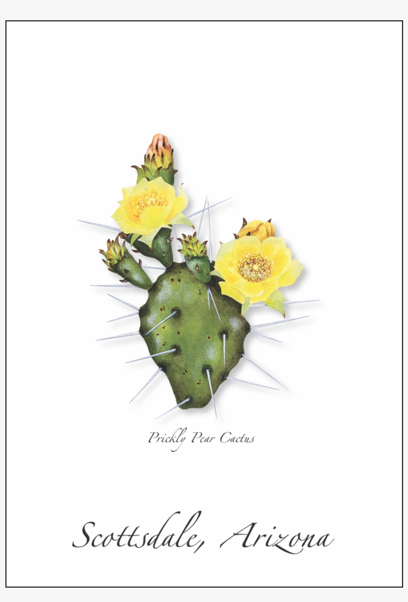 Prickly Pear Cactus - Prickly Pear Cactus Illustration, transparent png