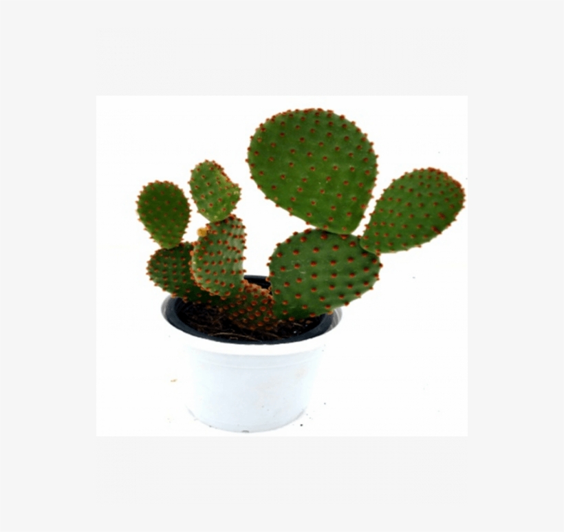 Opuntia Microdasys Subsp - Blind Pricklypear, transparent png