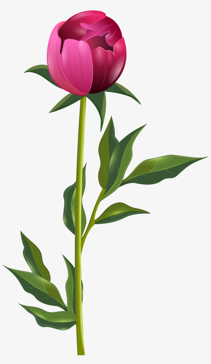 Peony Clipart Transparent - Peony Png, transparent png