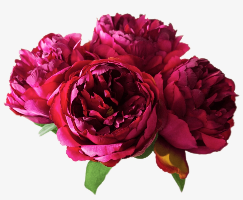 Flowers - Peonies Png, transparent png