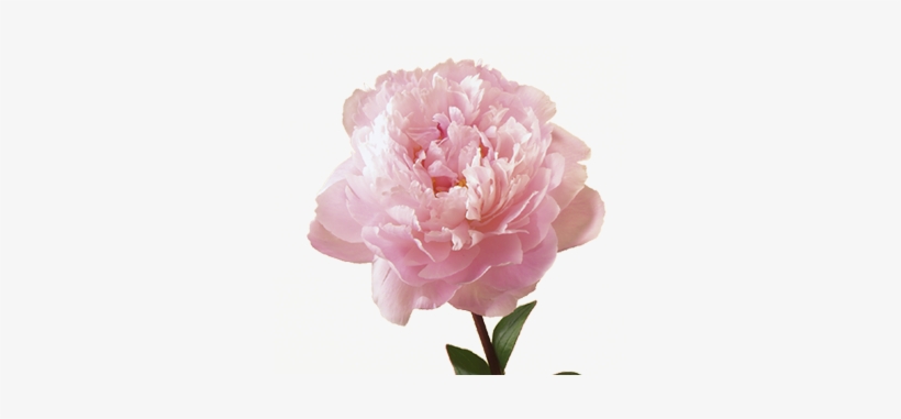 Flower Meaning Symbolism Teleflora - Peony Flower, transparent png