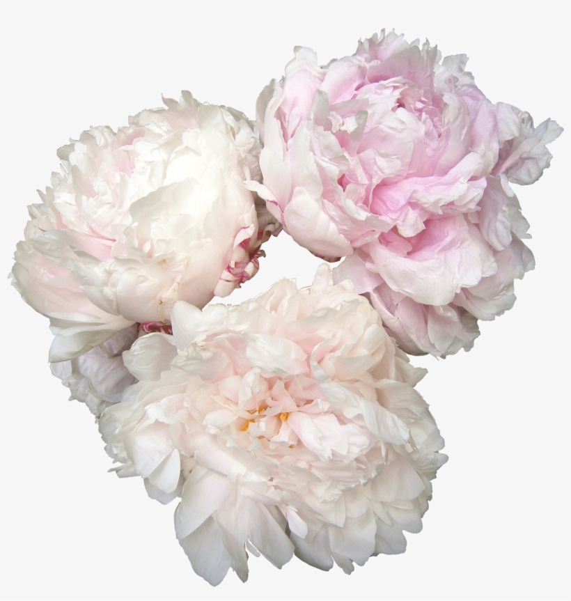 Peonies Png Photos - Names Of Bridal Bouquet Flowers, transparent png