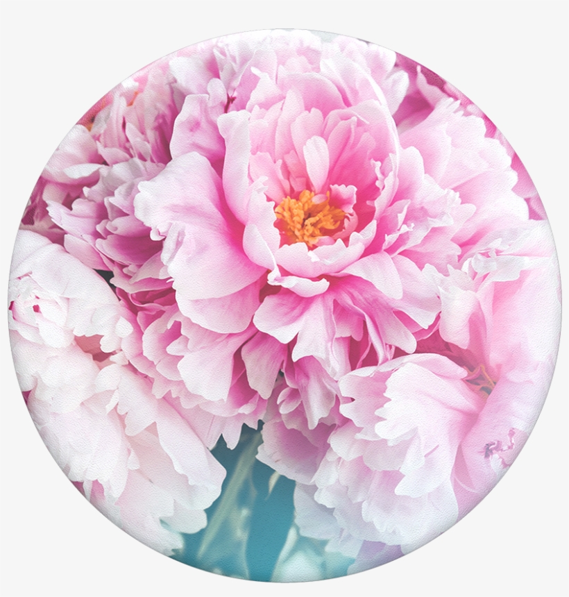 Peony - Peony Popsocket, transparent png