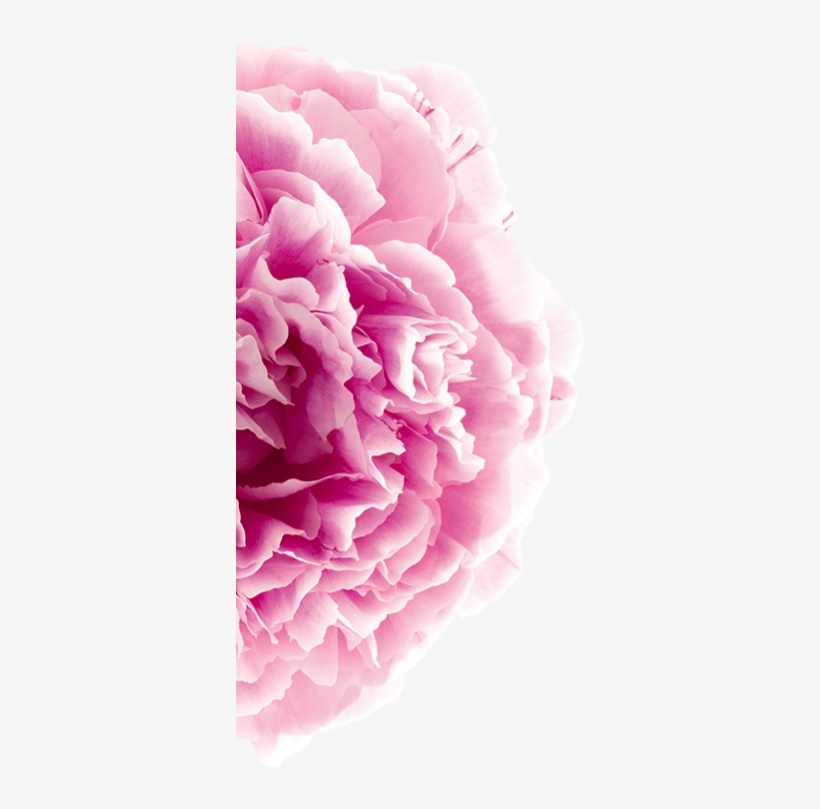 We Choose Peony For Its Paeoniflorine, An Anti Irritating, - Klorane Pivoine, transparent png