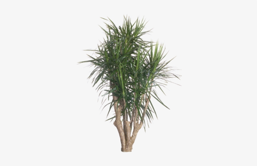 Dracaena Marginata, transparent png